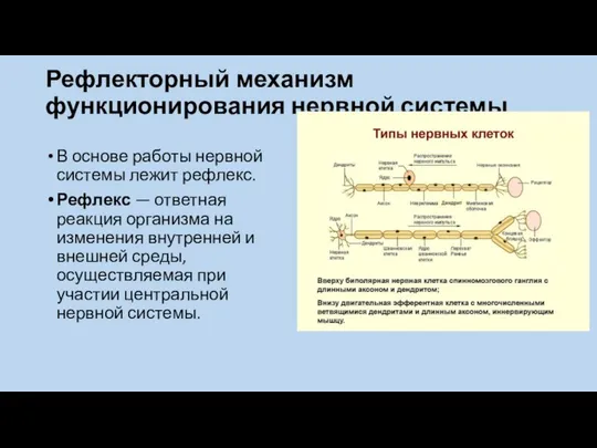 Рефлекторный механизм функционирования нервной системы В основе работы нервной системы лежит