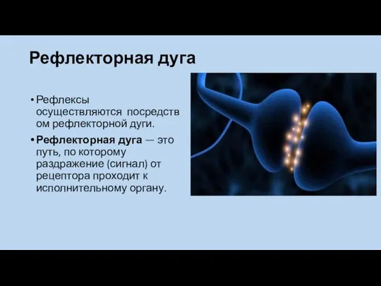 Рефлекторная дуга Рефлексы осуществляются посредством рефлекторной дуги. Рефлекторная дуга — это