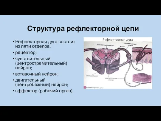 Структура рефлекторной цепи Рефлекторная дуга состоит из пяти отделов: рецептор; чувствительный