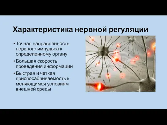 Характеристика нервной регуляции Точная направленность нервного импульса к определенному органу Большая