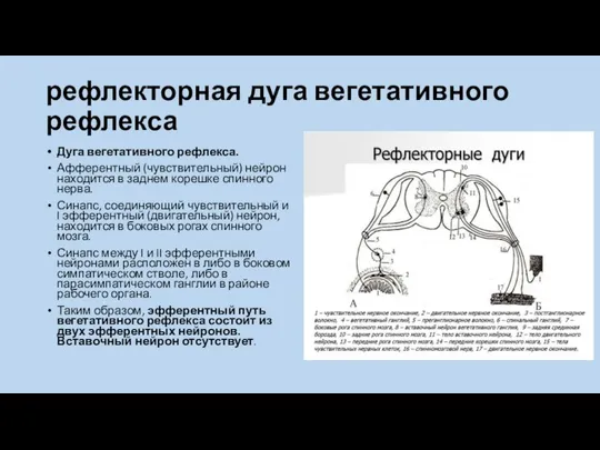 рефлекторная дуга вегетативного рефлекса Дуга вегетативного рефлекса. Афферентный (чувствительный) нейрон находится