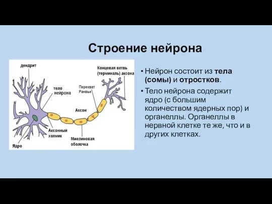 Строение нейрона Нейрон состоит из тела (сомы) и отростков. Тело нейрона