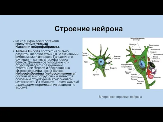 Строение нейрона Из специфических органелл присутствует тельца Ниссля и нейрофибриллы. Тельца