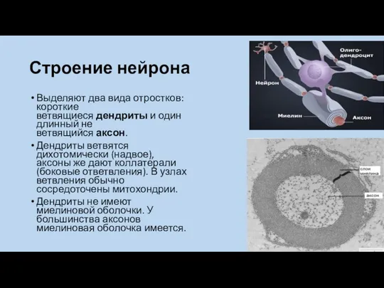 Строение нейрона Выделяют два вида отростков: короткие ветвящиеся дендриты и один