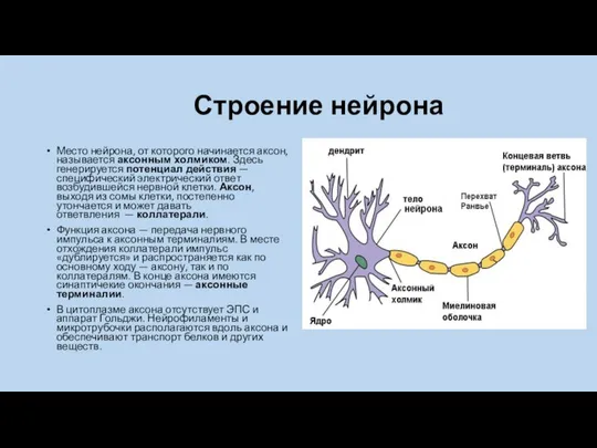 Строение нейрона Место нейрона, от которого начинается аксон, называется аксонным холмиком.