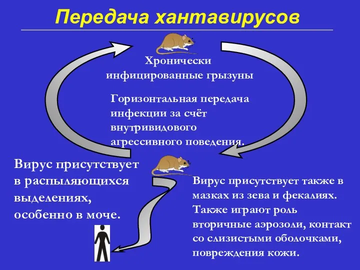 Хронически инфицированные грызуны Вирус присутствует в распыляющихся выделениях, особенно в моче.