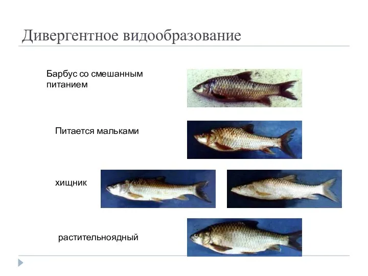 Дивергентное видообразование Барбус со смешанным питанием Питается мальками хищник растительноядный