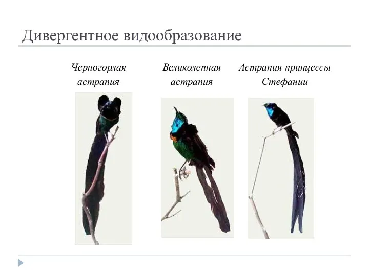 Дивергентное видообразование