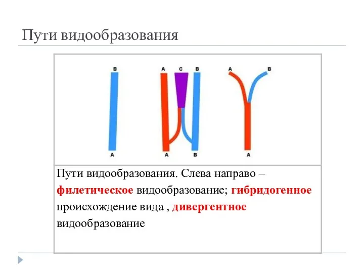 Пути видообразования