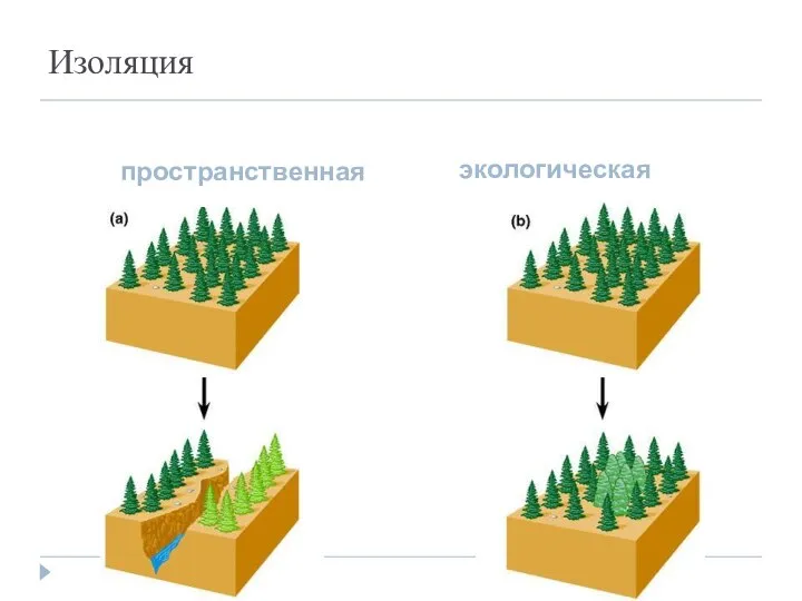 Изоляция пространственная экологическая