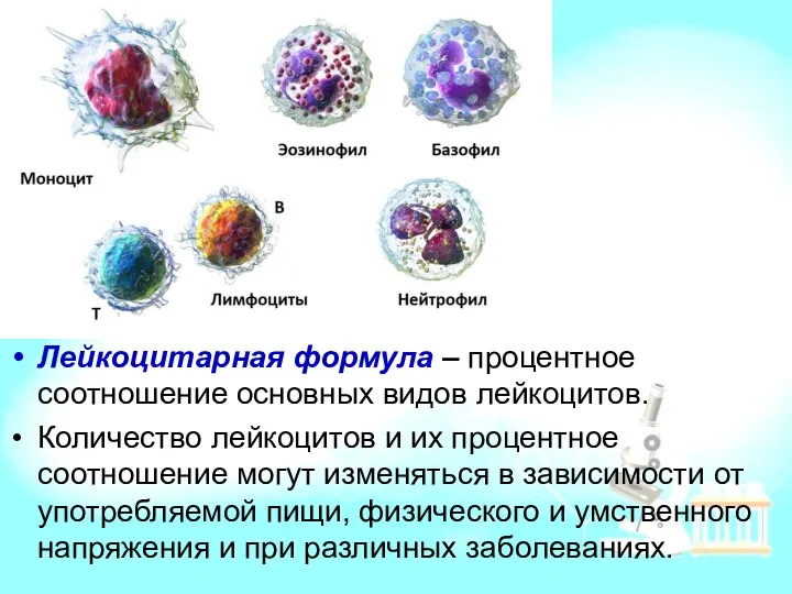 Лейкоцитарная формула – процентное соотношение основных видов лейкоцитов. Количество лейкоцитов и