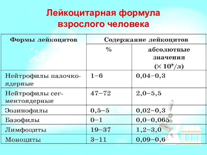 Лейкоцитарная формула взрослого человека