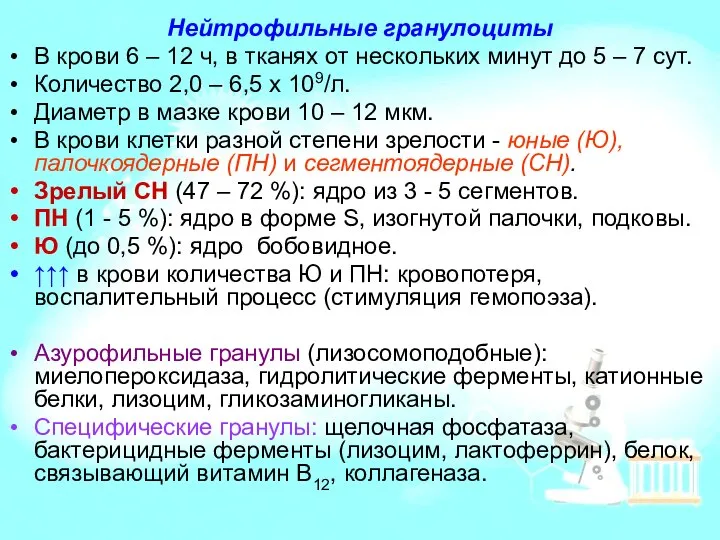 Нейтрофильные гранулоциты В крови 6 – 12 ч, в тканях от