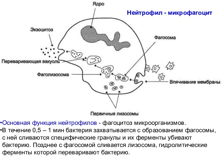 Основная функция нейтрофилов - фагоцитоз микроорганизмов. В течение 0,5 – 1