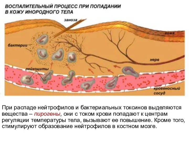 При распаде нейтрофилов и бактериальных токсинов выделяются вещества – пирогены, они