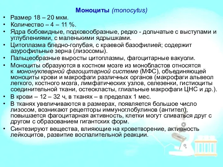 Моноциты (monocytus) Размер 18 – 20 мкм. Количество – 4 –