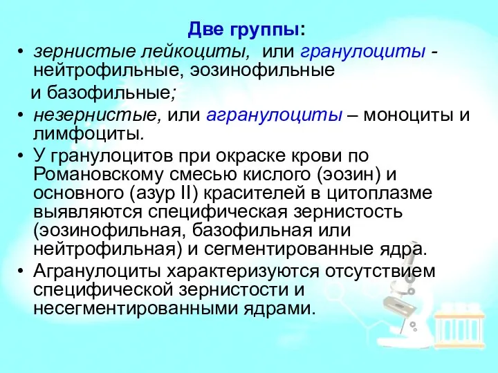 Две группы: зернистые лейкоциты, или гранулоциты - нейтрофильные, эозинофильные и базофильные;