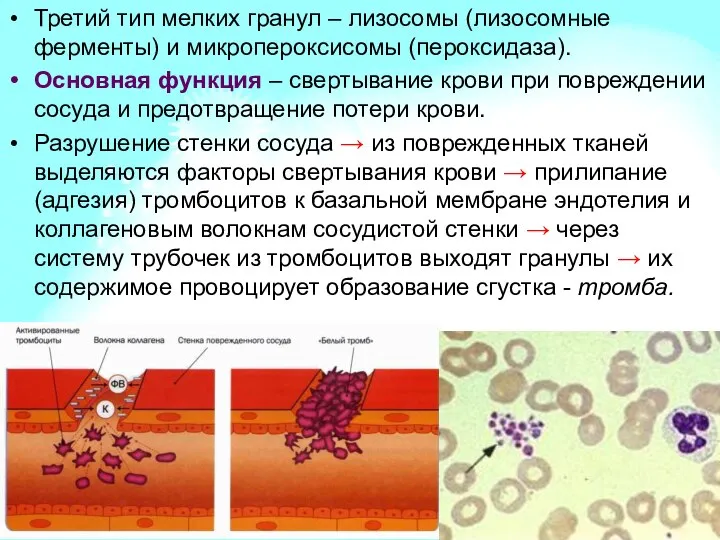 Третий тип мелких гранул – лизосомы (лизосомные ферменты) и микропероксисомы (пероксидаза).