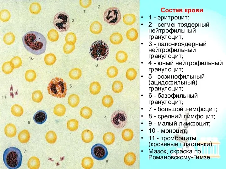 Состав крови 1 - эритроцит; 2 - сегментоядерный нейтрофильный гранулоцит; 3