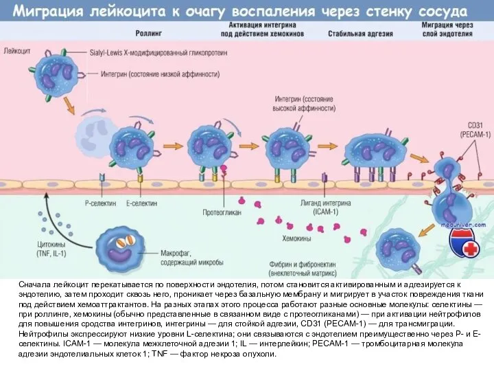 Сначала лейкоцит перекатывается по поверхности эндотелия, потом становится активированным и адгезируется