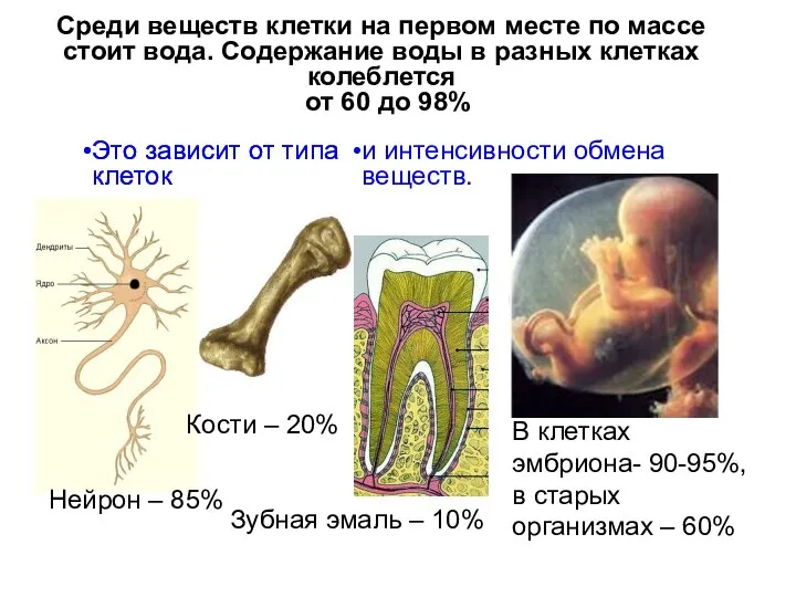 Среди веществ клетки на первом месте по массе стоит вода. Содержание