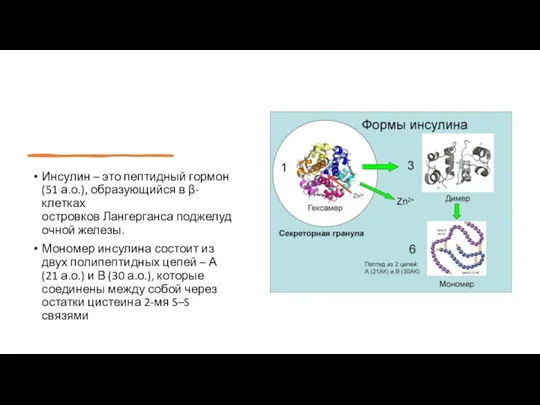 Инсулин – это пептидный гормон (51 а.о.), образующийся в β-клетках островков