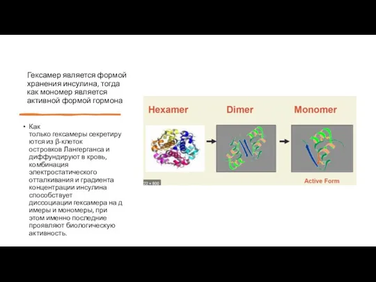 Гексамер является формой хранения инсулина, тогда как мономер является активной формой