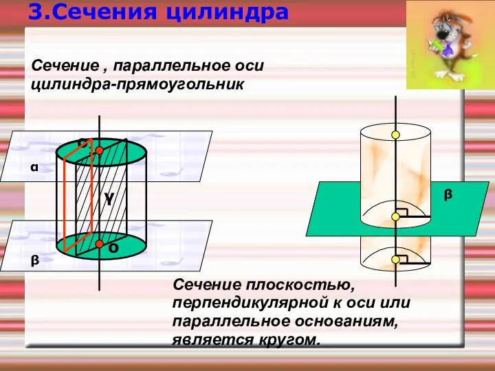 Сечение плоскостью, перпендикулярной к оси или параллельное основаниям, является кругом. β