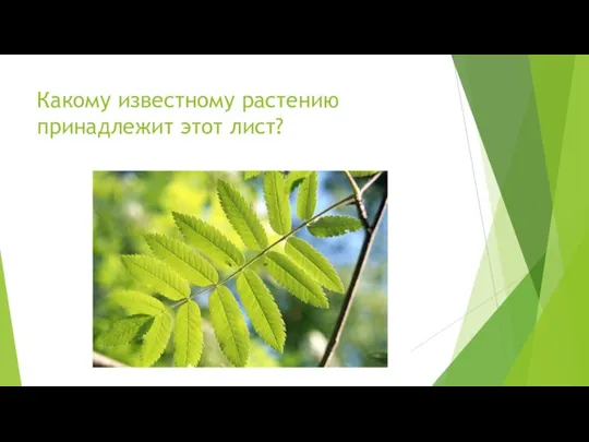 Какому известному растению принадлежит этот лист?