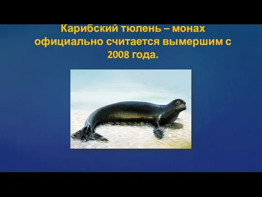 Карибский тюлень – монах официально считается вымершим с 2008 года.