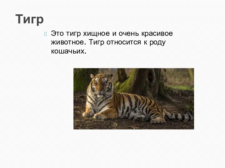 Тигр Это тигр хищное и очень красивое животное. Тигр относится к роду кошачьих.