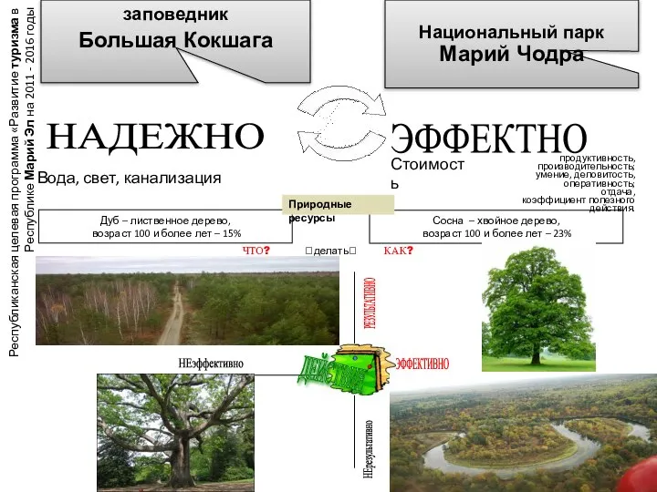 Сосна – хвойное дерево, возраст 100 и более лет – 23%