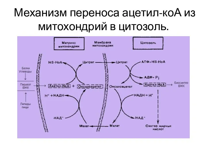 Механизм переноса ацетил-коА из митохондрий в цитозоль.