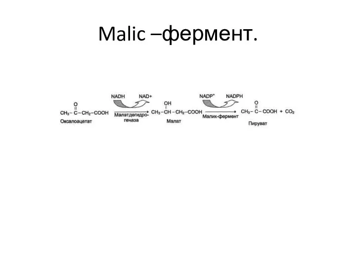 Malic –фермент.