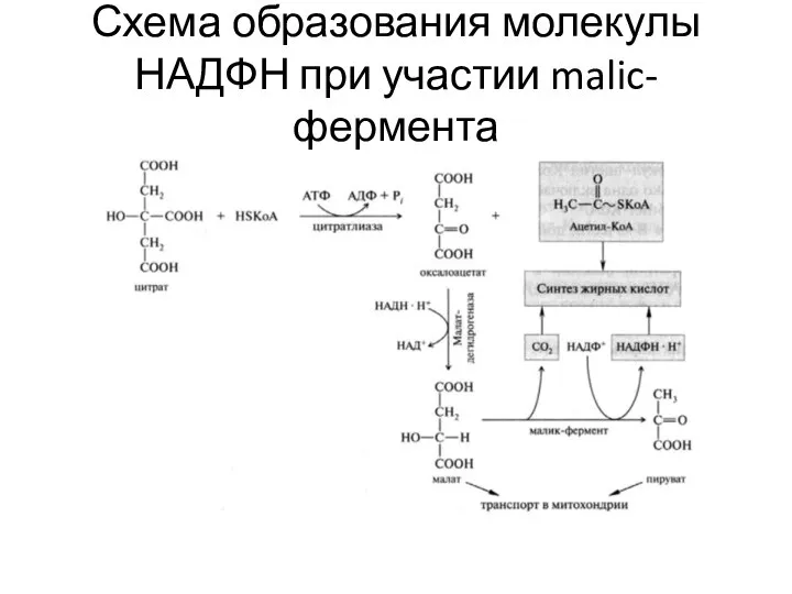 Схема образования молекулы НАДФН при участии malic-фермента