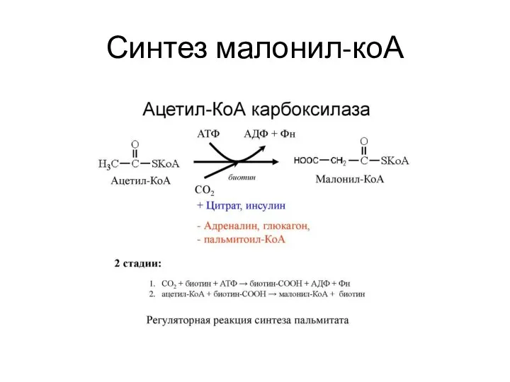 Синтез малонил-коА