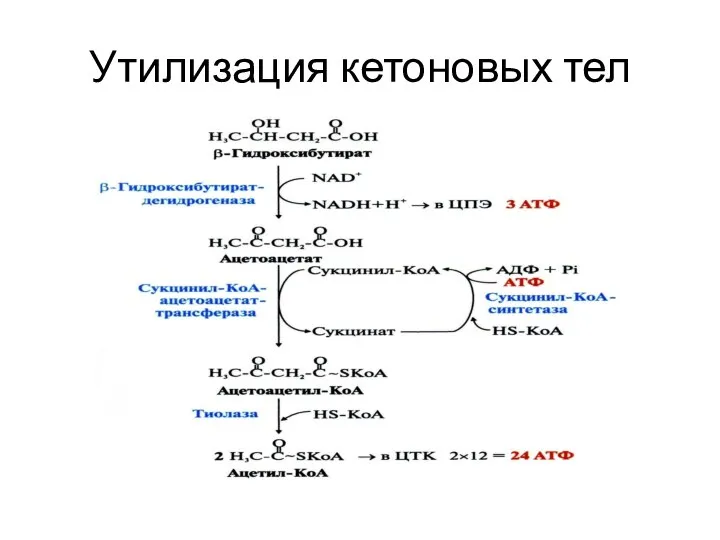 Утилизация кетоновых тел