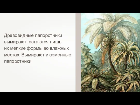 Древовидные папоротники вымирают, остаются лишь их мелкие формы во влажных местах. Вымирают и семенные папоротники.