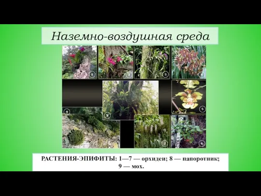 Наземно-воздушная среда РАСТЕНИЯ-ЭПИФИТЫ: 1—7 — орхидеи; 8 — папоротник; 9 — мох.