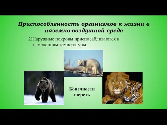 Приспособленность организмов к жизни в наземно-воздушной среде 2)Наружные покровы приспосабливаются к изменениям температуры. Конечности шерсть