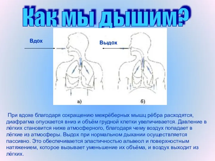 Как мы дышим? При вдохе благодаря сокращению межрёберных мышц рёбра расходятся,