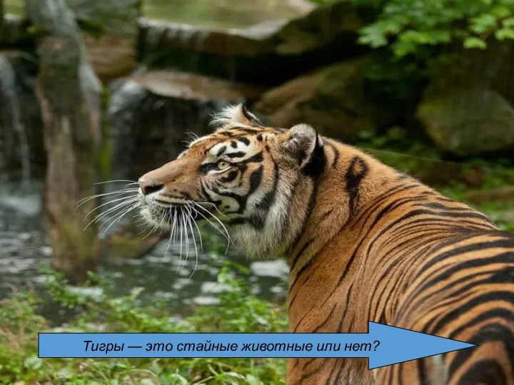 Тигры — это стайные животные или нет?