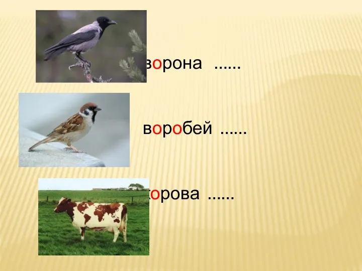 ворона …… воробей …… корова ……