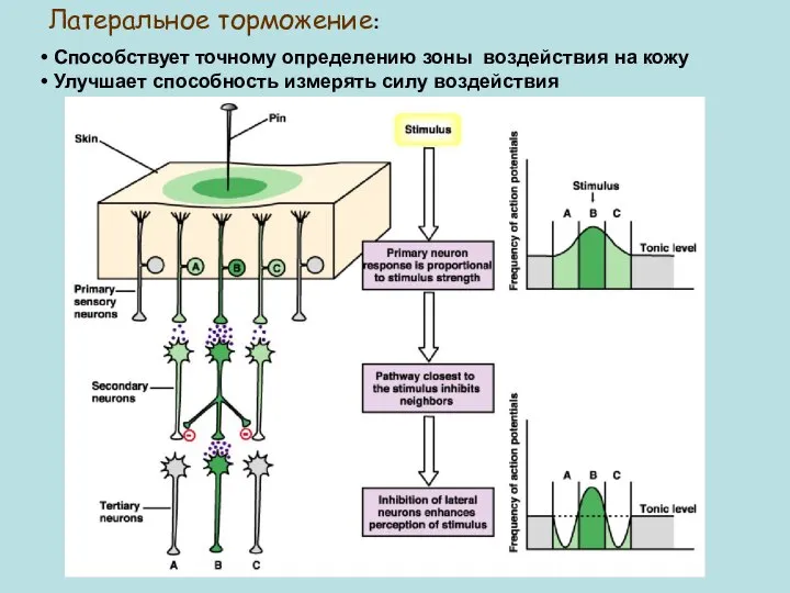 Латеральное торможение: Способствует точному определению зоны воздействия на кожу Улучшает способность измерять силу воздействия