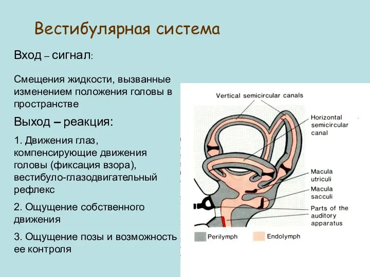 Вход – сигнал: Смещения жидкости, вызванные изменением положения головы в пространстве