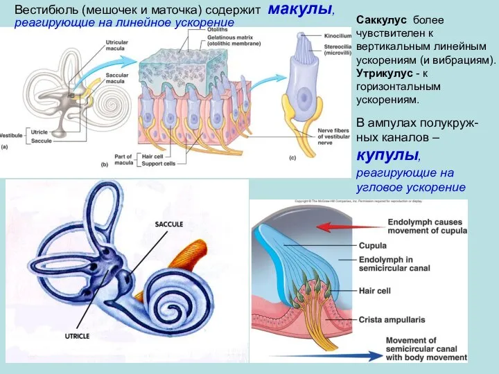 Вестибюль (мешочек и маточка) содержит макулы, реагирующие на линейное ускорение В