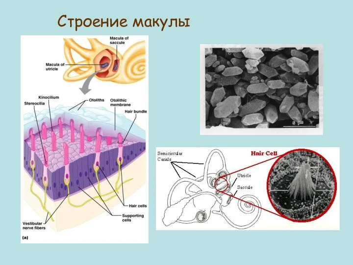 Строение макулы