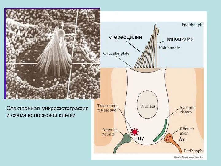 Электронная микрофотография и схема волосковой клетки киноцилия стереоцилии Ах Глу