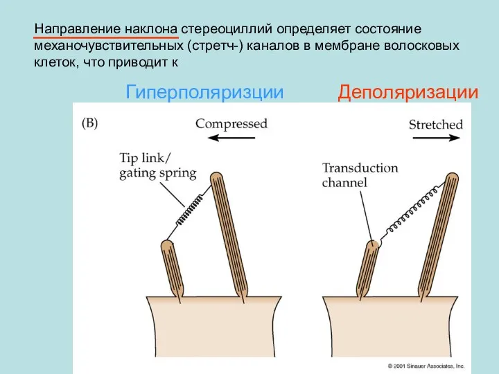 Направление наклона стереоциллий определяет состояние механочувствительных (стретч-) каналов в мембране волосковых