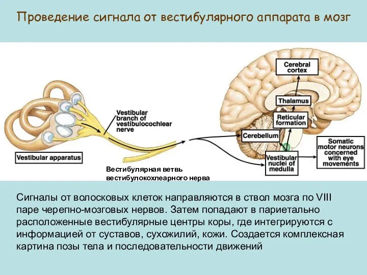 Проведение сигнала от вестибулярного аппарата в мозг Вестибулярная ветвь вестибулокохлеарного нерва